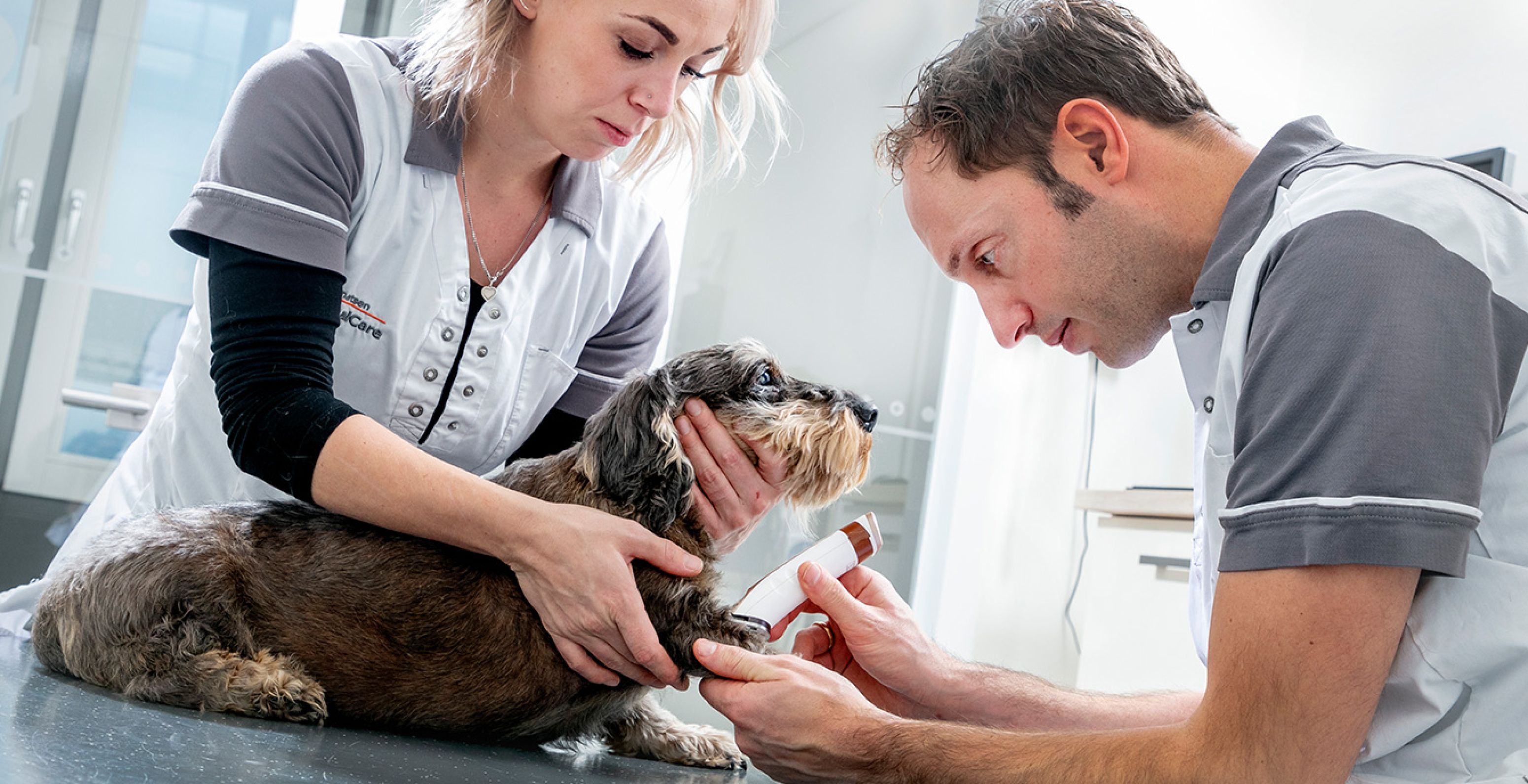 AnimalCare bloed en urine