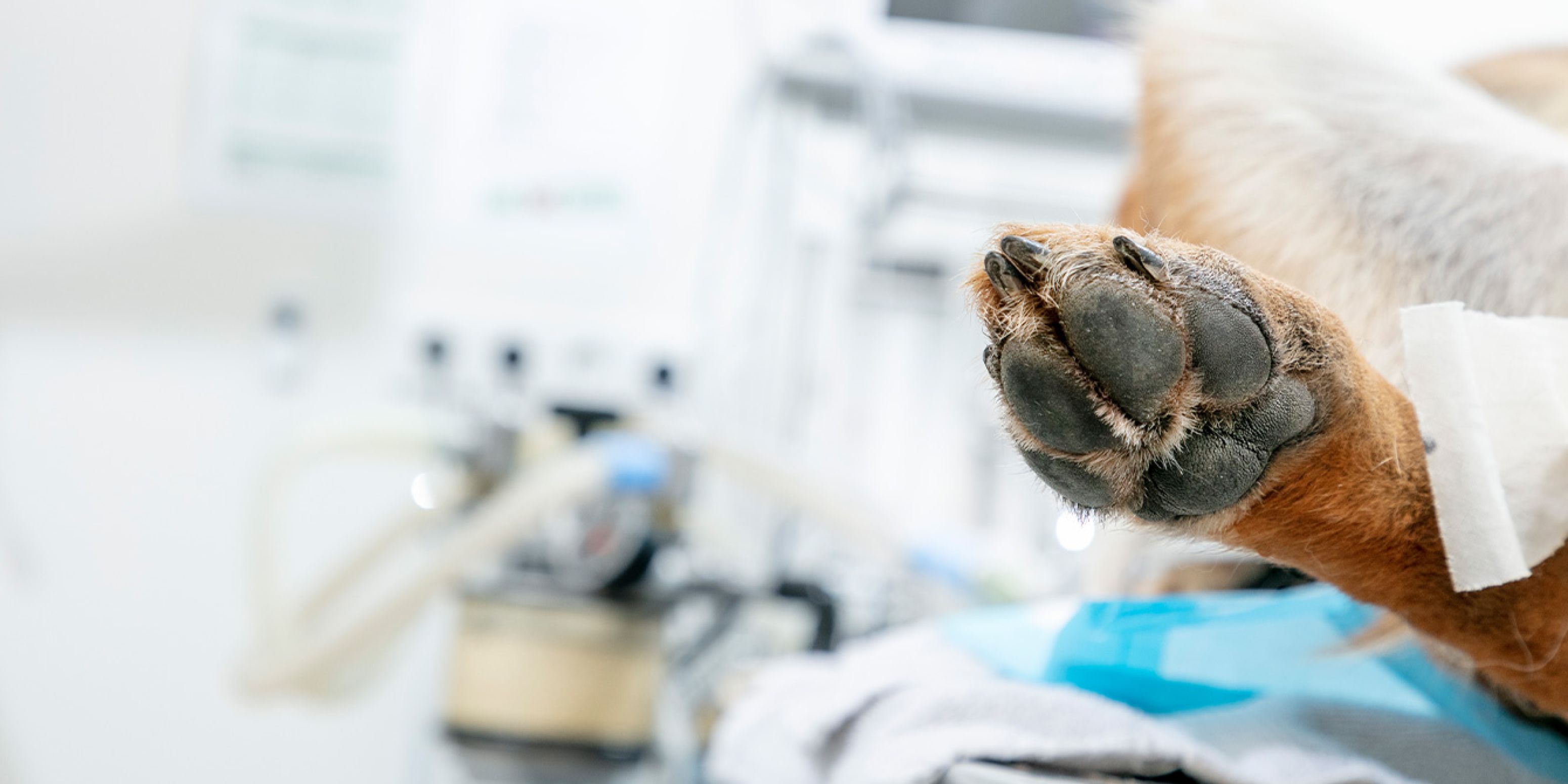 AnimalCare chirurgie