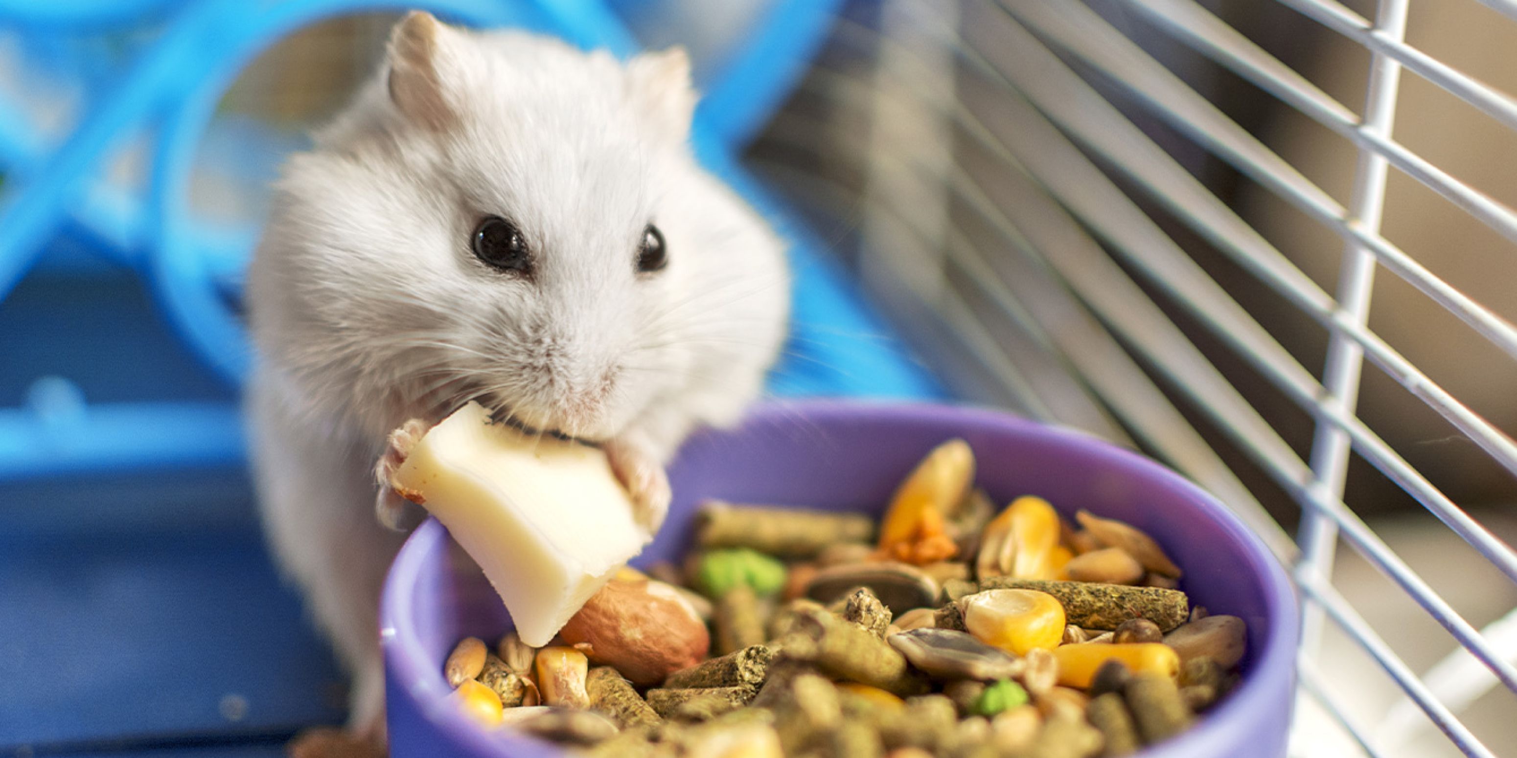 Dwerghamster eet uit voerbakje