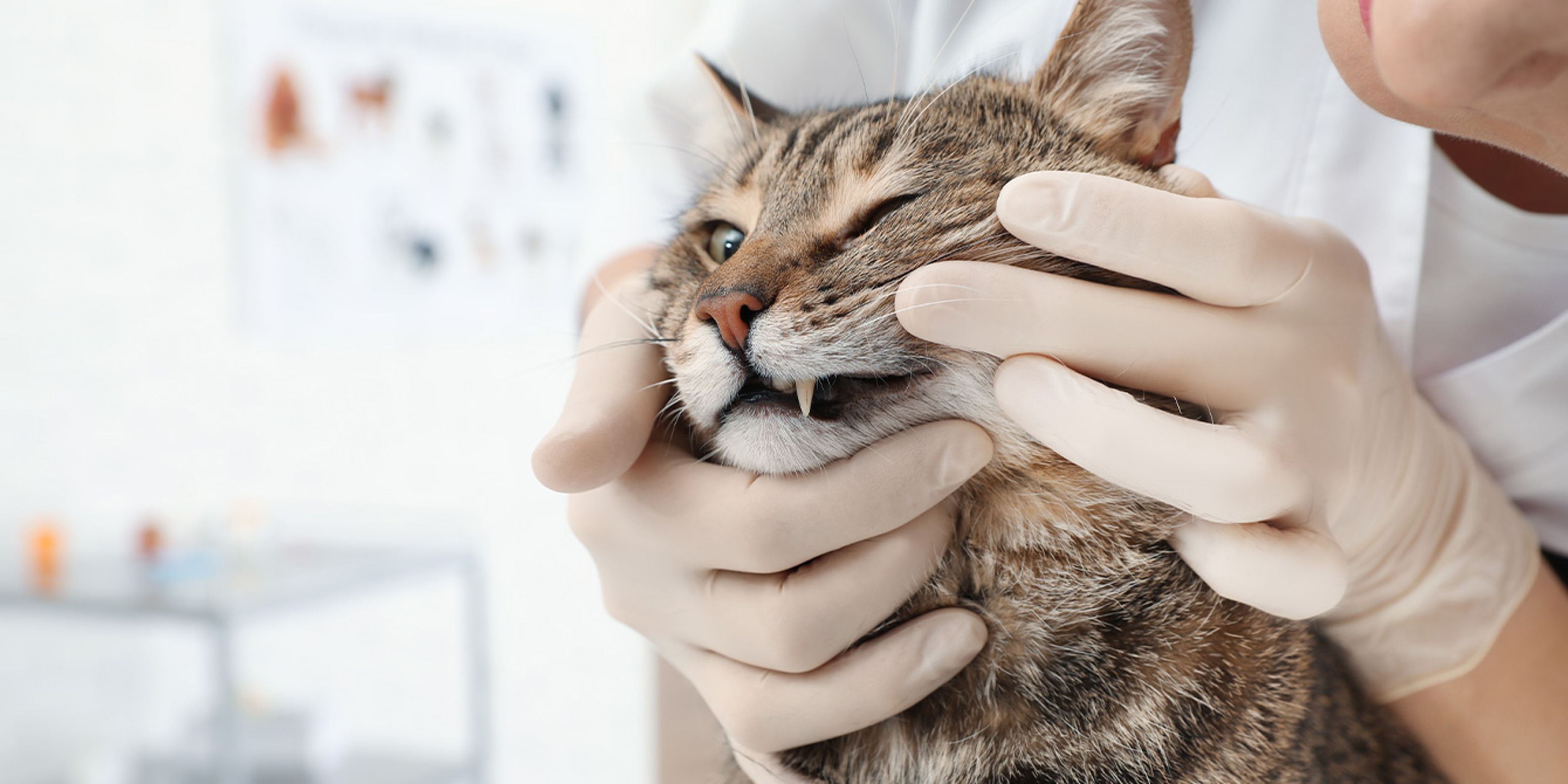 Dierenarts onderzoekt het gebit van een kat