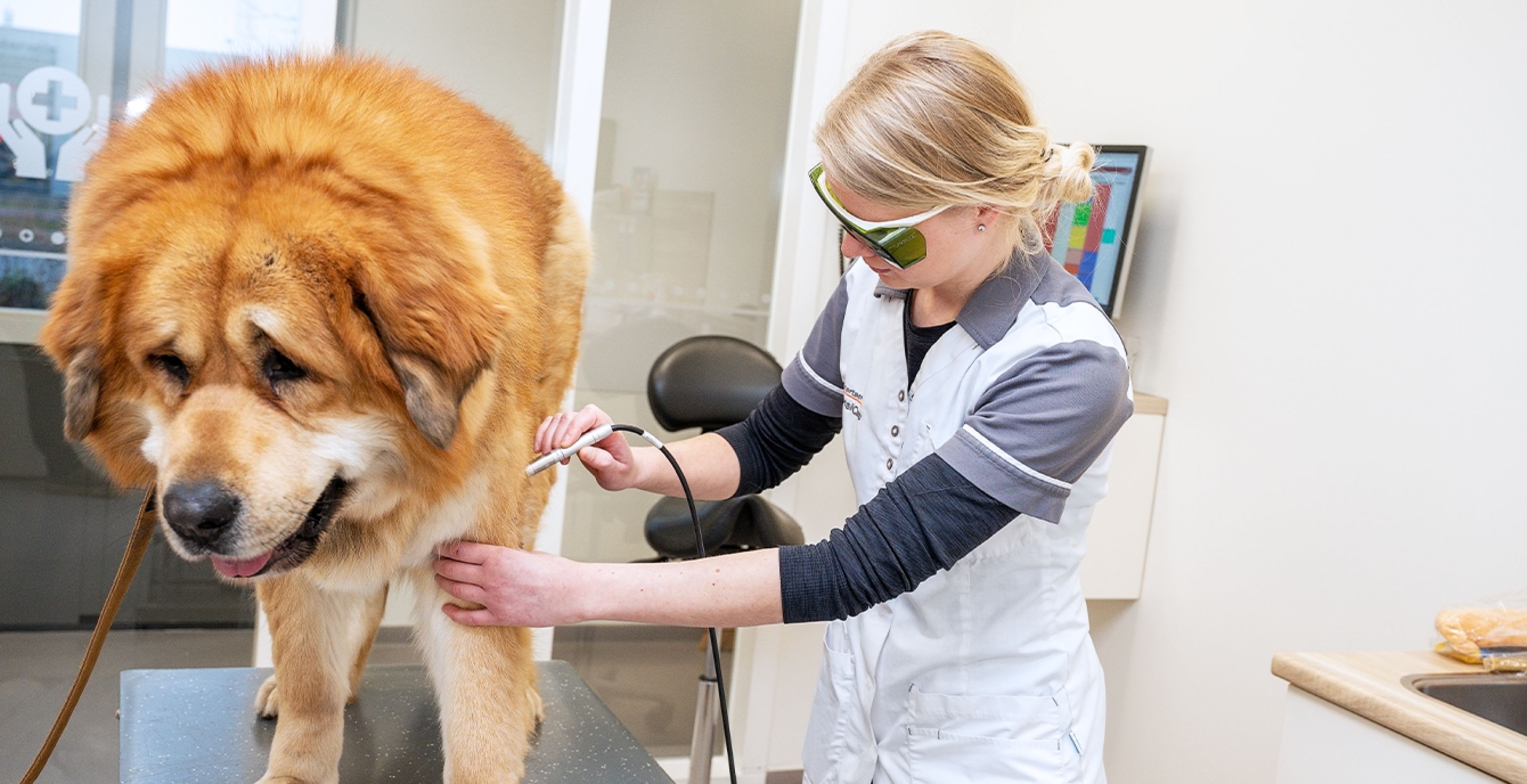 Dierenarts geeft hond een behandeling met een laserpen