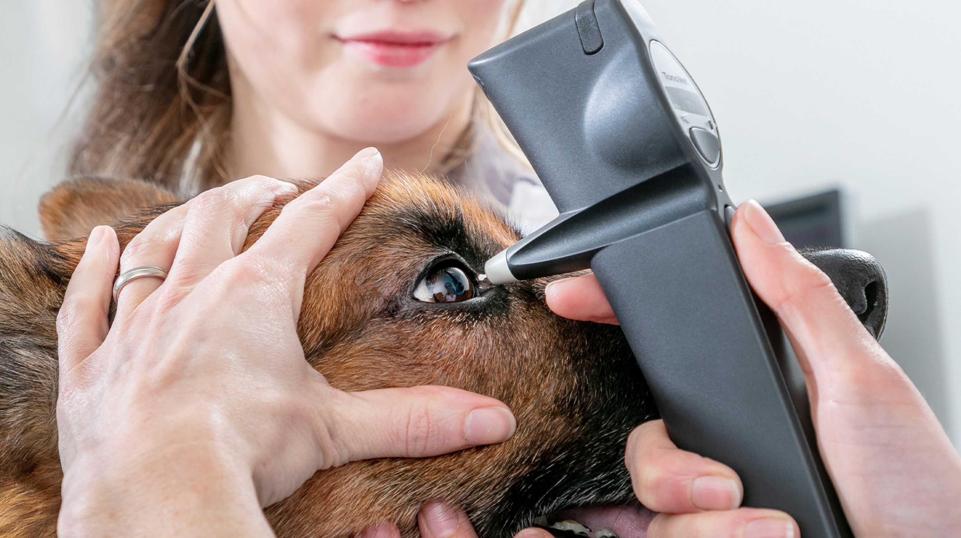 Dierenarts onderzoekt oog hond