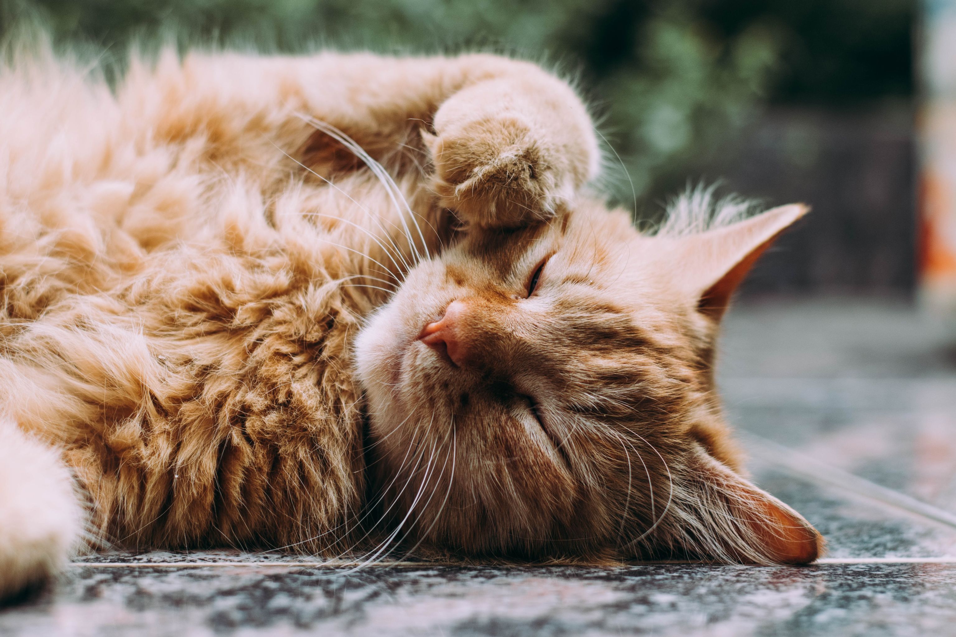 ludemeula fernandes UUoGaaHtNE unsplash