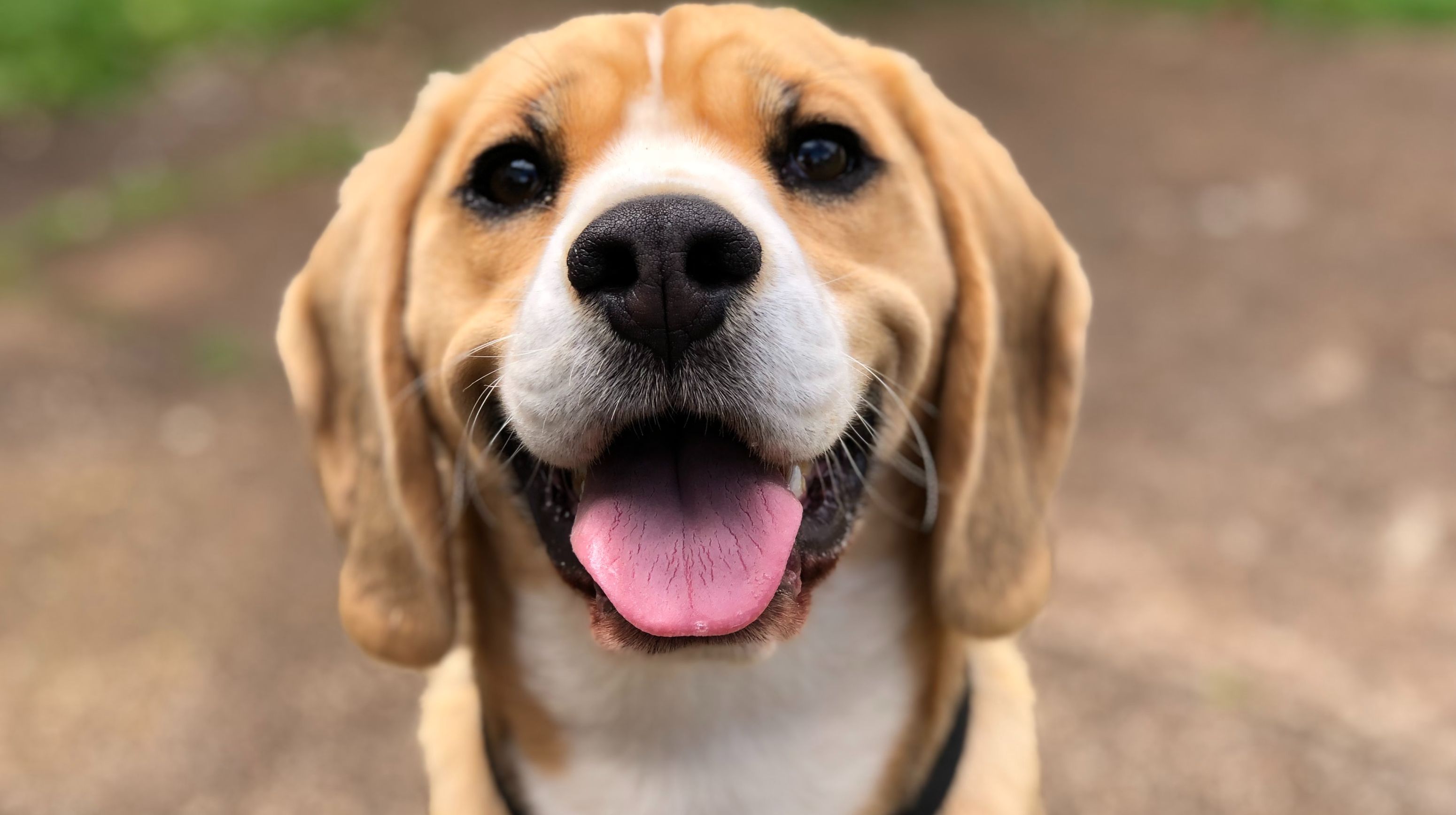 marliese streefland l0CWTpcChI unsplash