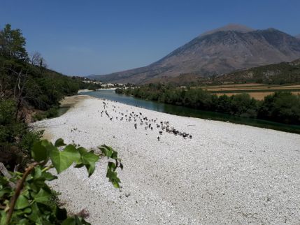 20170724_125550 albanie verkleind