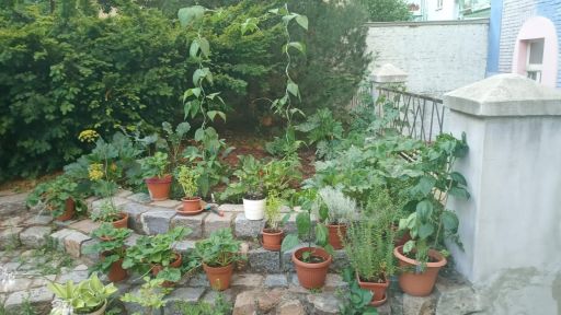 Blog Wolters moestuin Blog Wolters moestuin