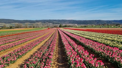 Headerafbeelding Harriette tulpen provence