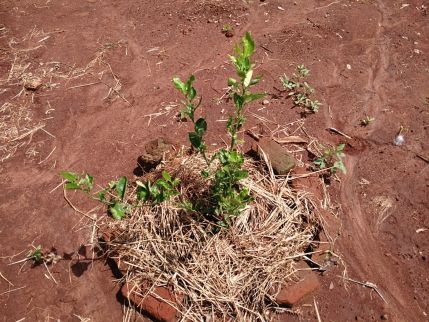 Mozambique 20220323 - Bezoek boomkwekerij Espanor