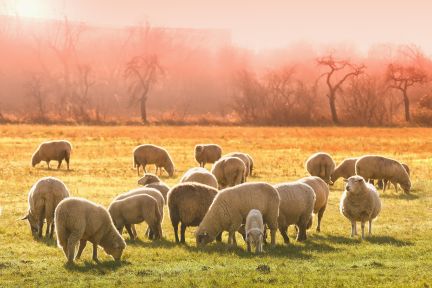 sheeps-gce1ed9ee8_1920