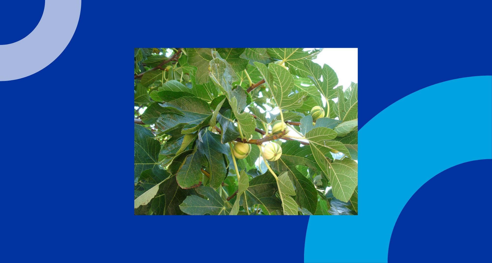 Achtergrond vijgenboom