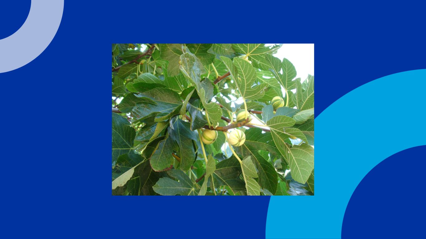 Achtergrond vijgenboom