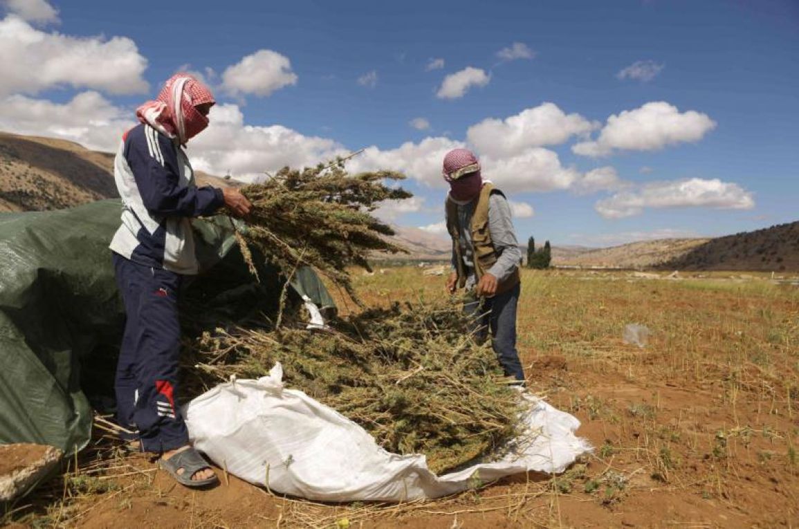 Hezbollah drugs jihad