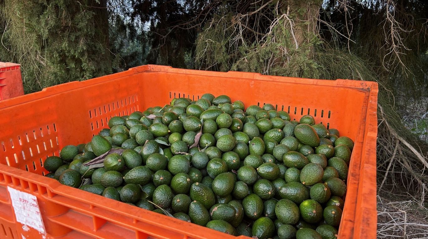 Pluk van avocado oogst
