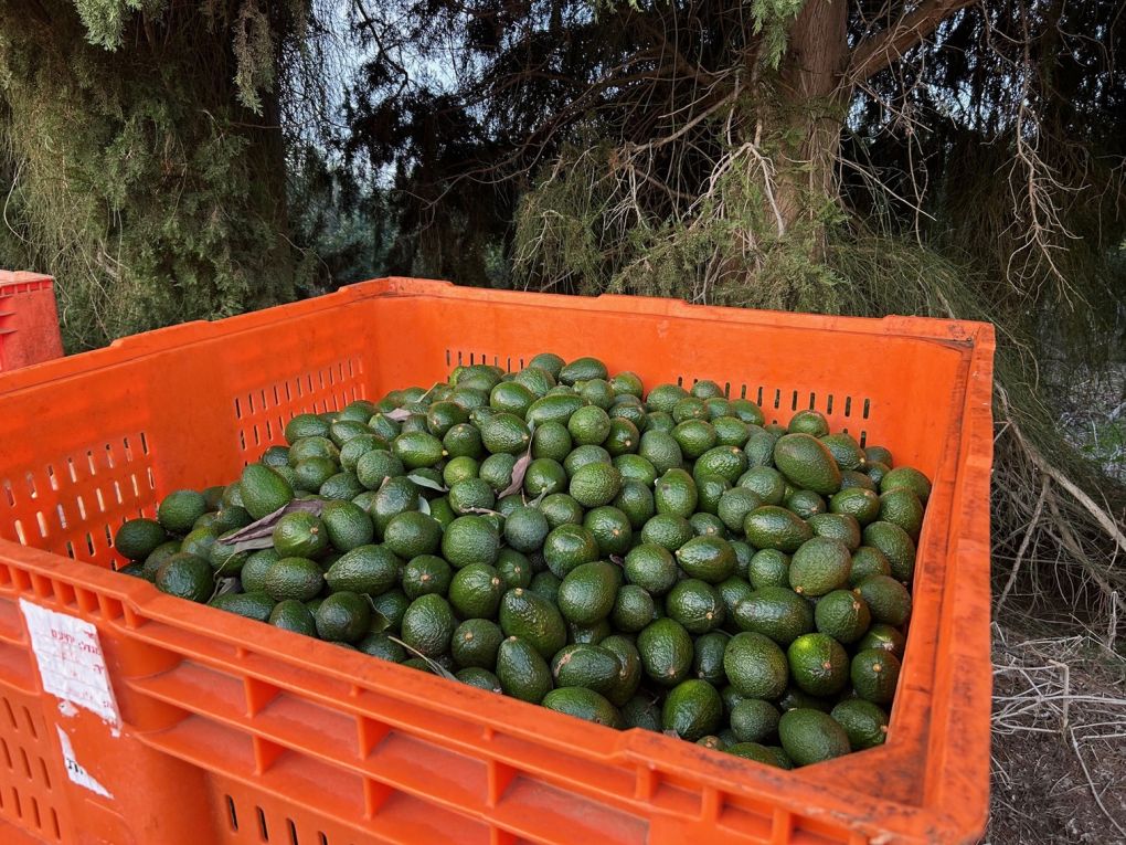 Pluk van avocado oogst