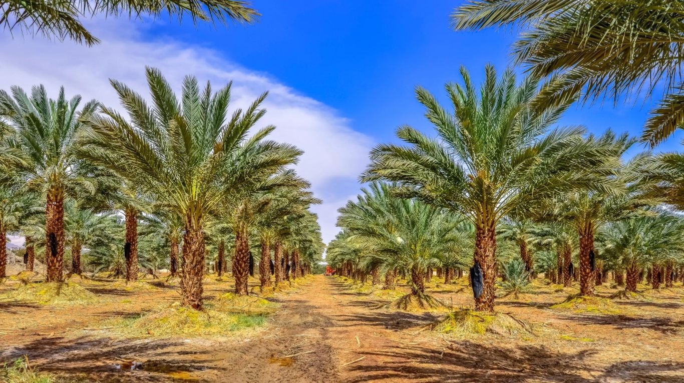 Tu Bisjvat nieuwjaarsfeest bomen