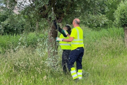 Leerling leert een boom snoeien bij gemeente Leidsche Rijn tijdens de Jinc-stage