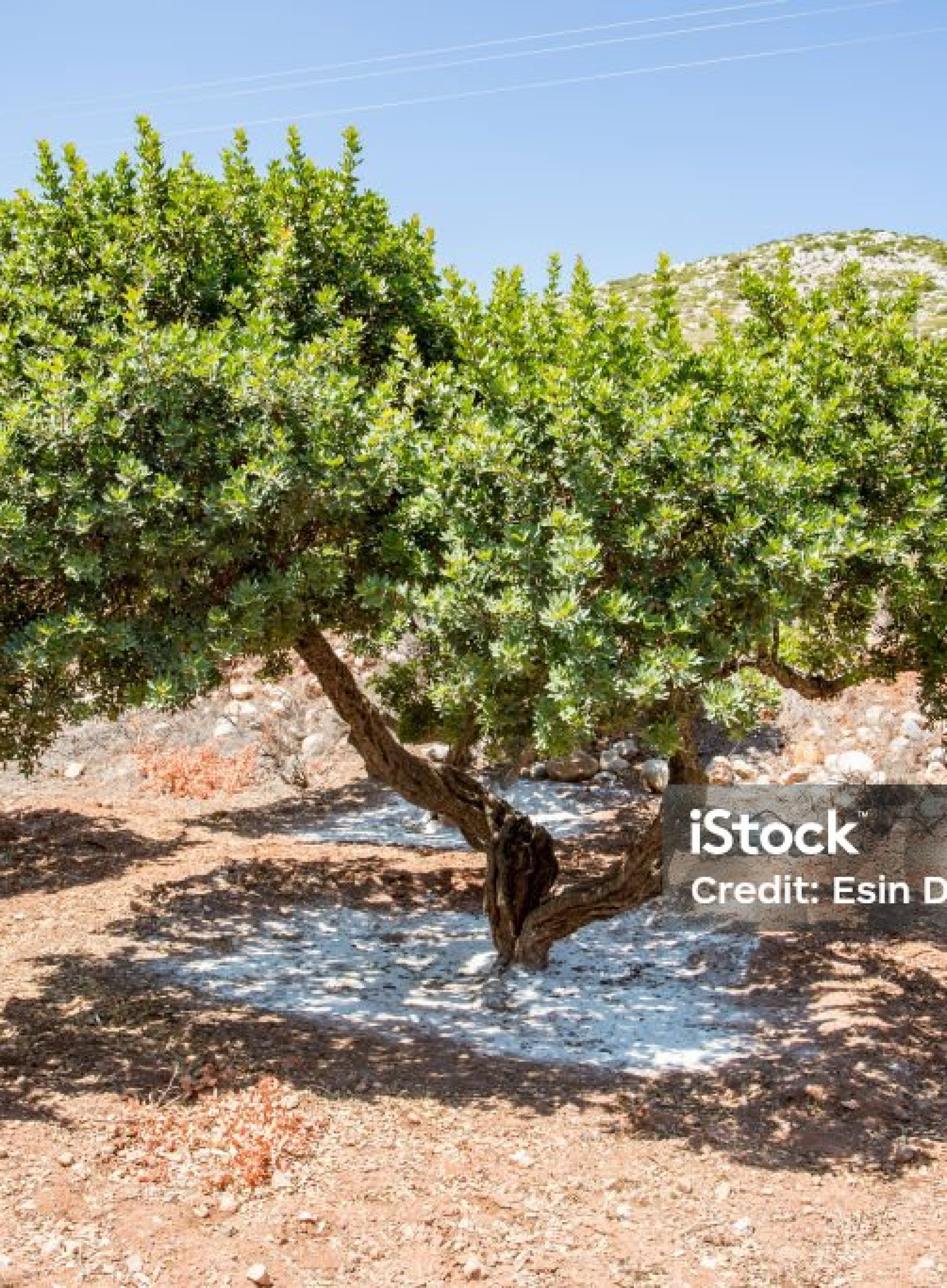 istockphoto-1144165811-1024x1024