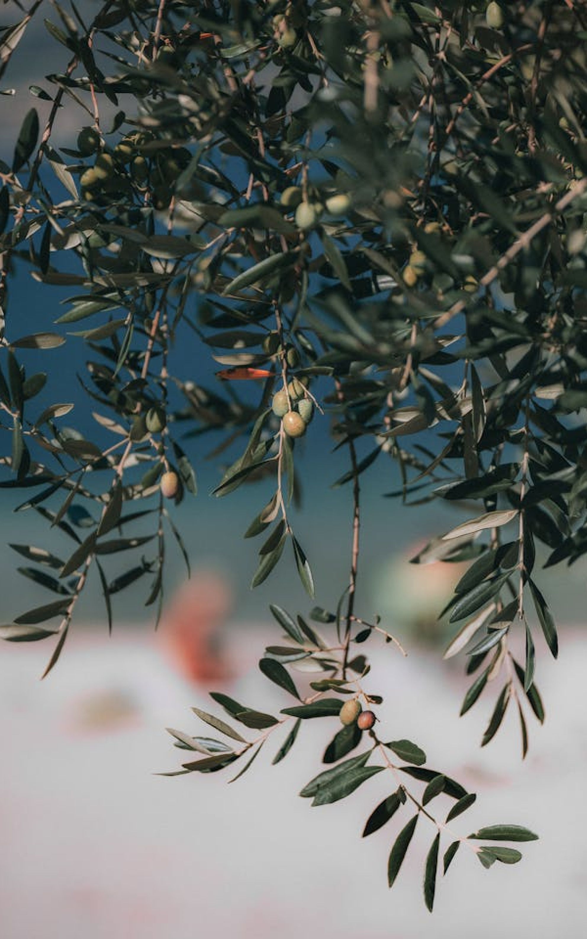 pexels eberhard grossgasteiger 0