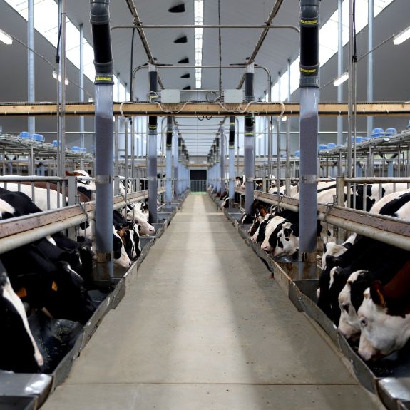 Calf housing