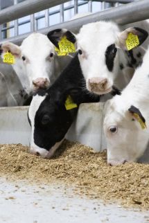 Our commitment to the veal industry