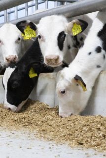 Notre engagement pour le secteur du veau