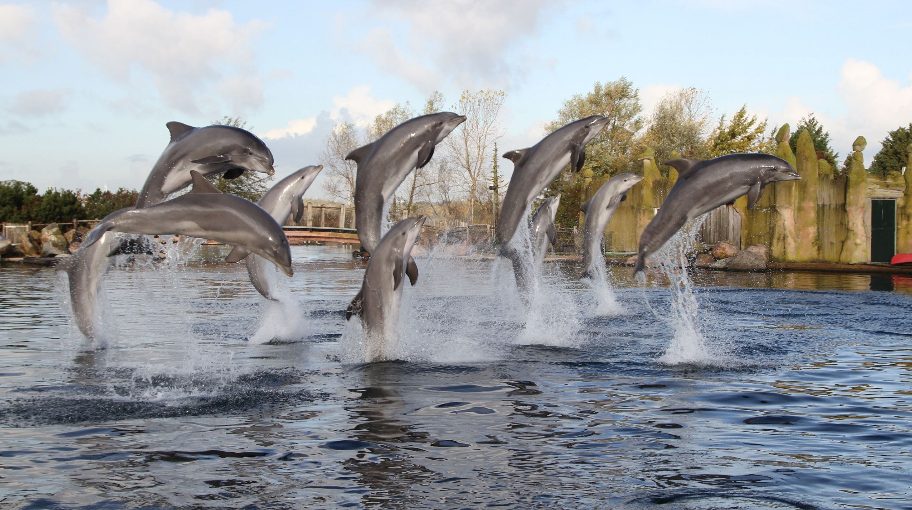 Dolfinarium dolfijnen site