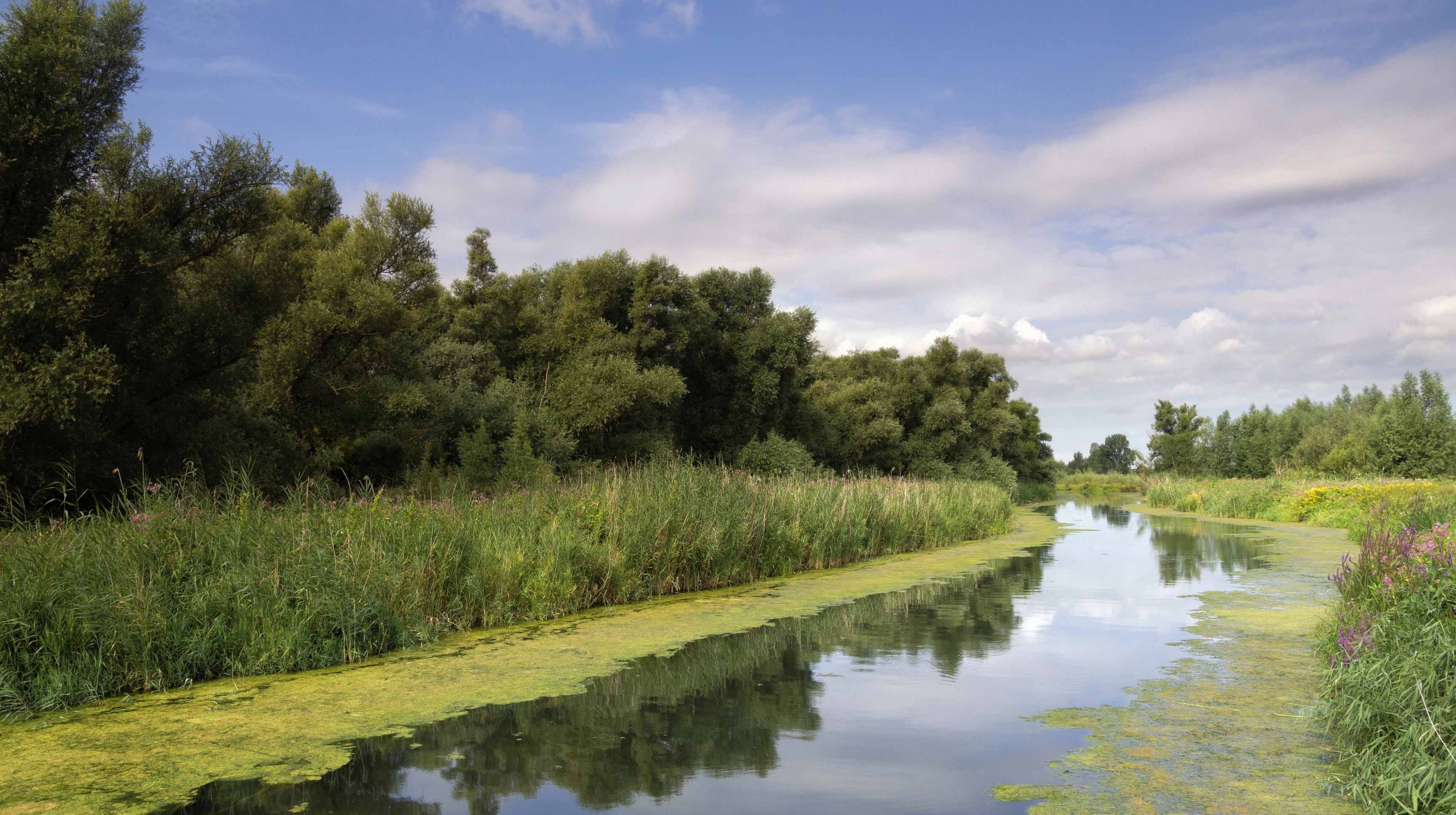 dreamstime_xl_197253410 biesbosch