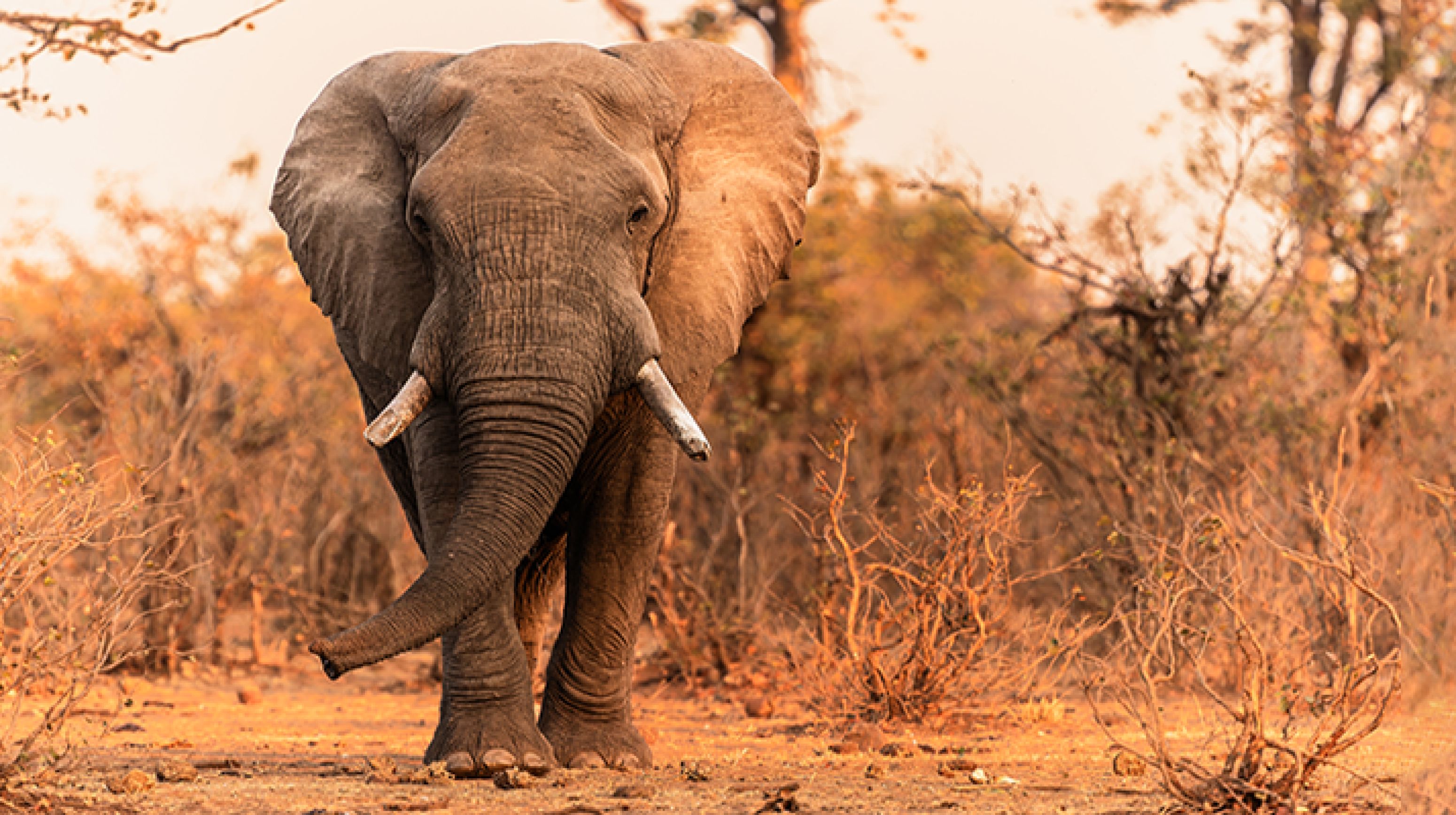 olifant liggend-800x400