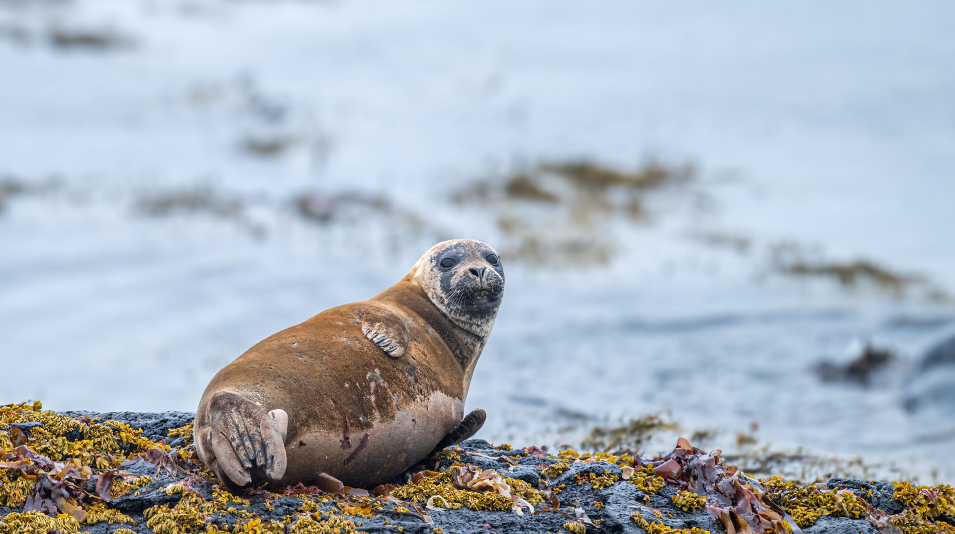 zeehond