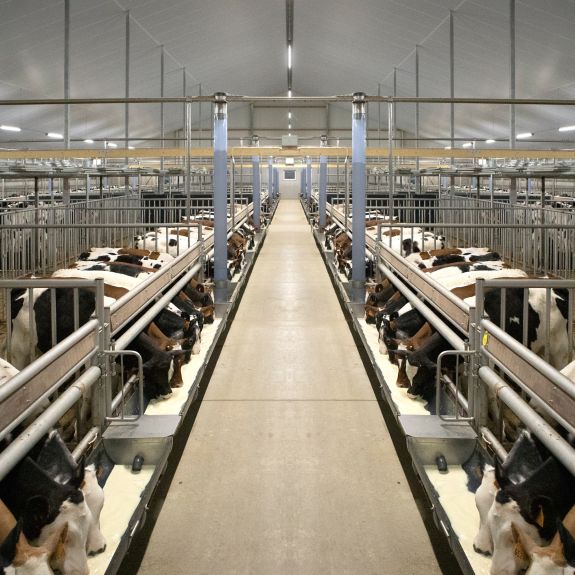 Laat uw kalverstal op maat inrichten