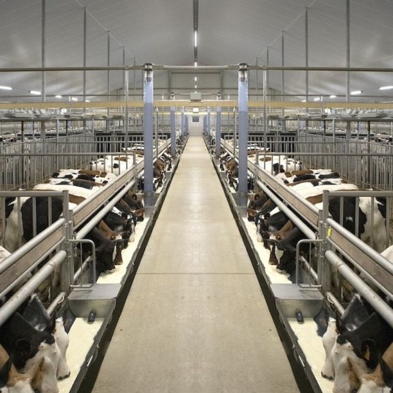 Have your calf barn customised