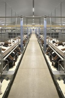 Kalverstal met duurzame en diervriendelijke huisvesting Ihr innovativer und nachhaltiger Kälberstall