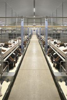 Uw innovatieve en duurzame kalverstal