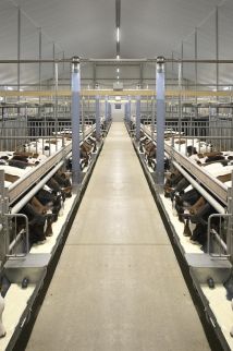 Kalverstal met duurzame en diervriendelijke huisvesting Your innovative and sustainable calf barn