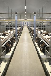 Your innovative and sustainable calf barn