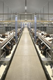 Kalverstal met duurzame en diervriendelijke huisvesting Votre étable à veaux innovante et durable