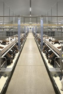 Votre étable à veaux innovante et durable