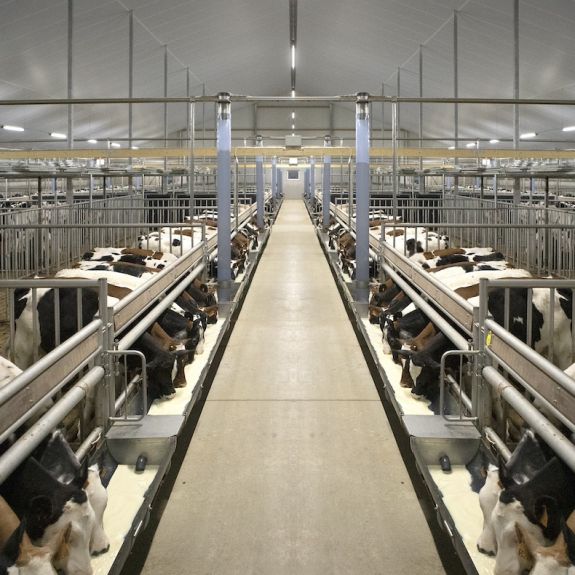 Kalverstal met duurzame en diervriendelijke huisvesting Lassen Sie Ihren Kälberstall individuell gestalten