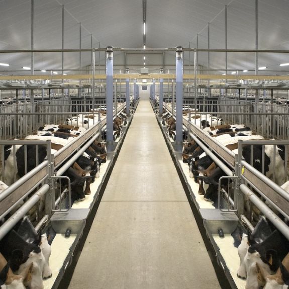 Kalverstal met duurzame en diervriendelijke huisvesting Have your calf barn customised