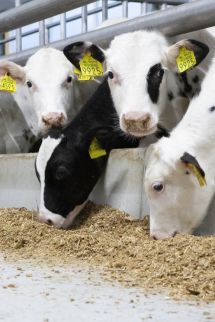 Notre engagement pour le secteur du veau