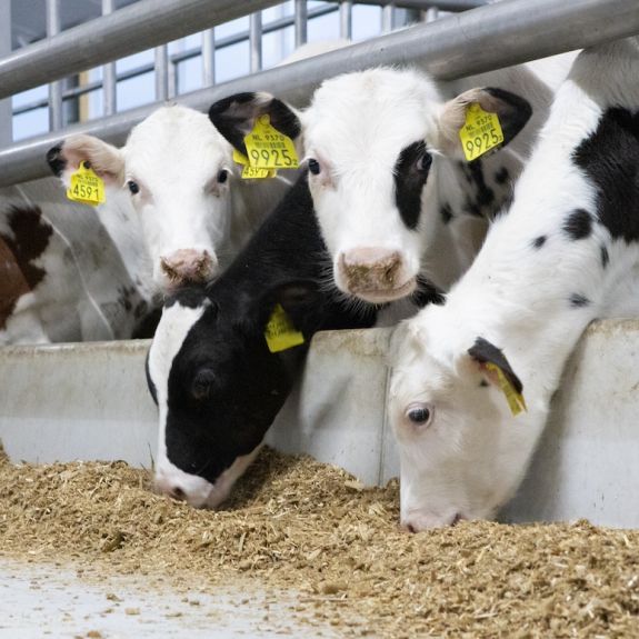 Ontdek onze inzet voor de kalversector