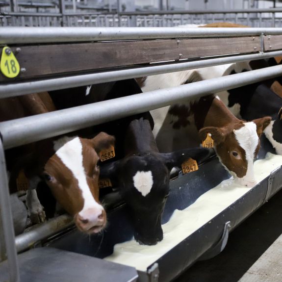 Discover our commitment to the veal industry