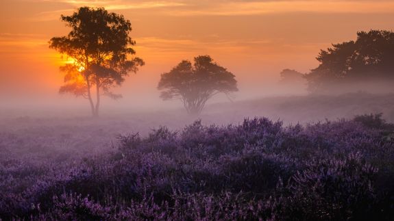 blooming-heather-fields-purple-pink-heather-in-bl-2025-01-07-06-11-21-utc groot