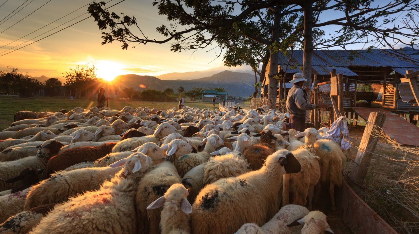 herd-of-sheep-on-focus-photography-2148933