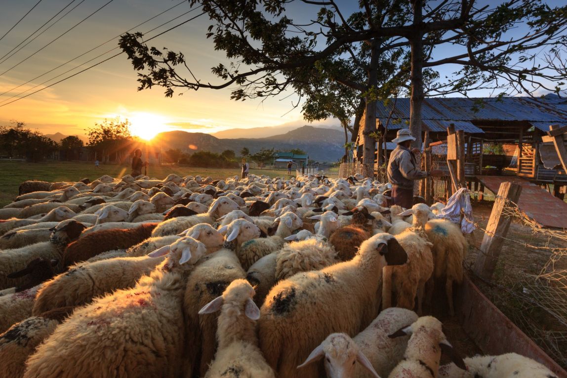 herd-of-sheep-on-focus-photography-2148933