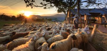 herd-of-sheep-on-focus-photography-2148933