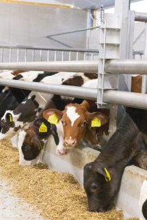 Maatwerk prefab betonelementen