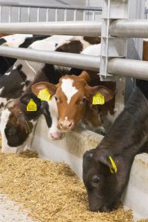 Des éléments sur mesure en béton préfabriqué