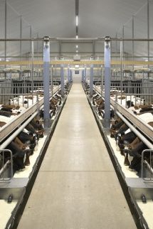 Votre étable à veaux innovante et durable