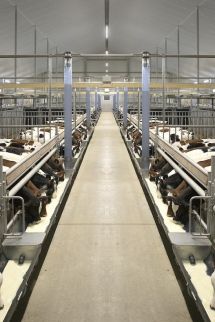 Ihr innovativer und nachhaltiger Kälberstall